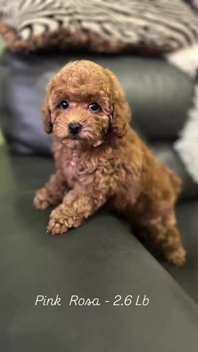 Pink Rosa( check video), a female Poodle - Toy  for sale in West Sacramento, CA – 2 of 10
