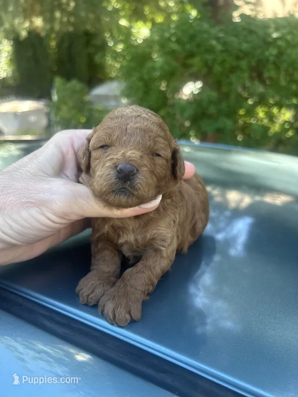 Red Fem  – Poodle - Toy  puppy for sale in West Sacramento, CA