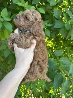  Red Boy , a male Poodle - Toy  for sale in West Sacramento, CA – 3 of 8