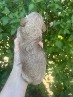 Male Red , a male Poodle - Toy  for sale in West Sacramento, CA – 2 of 6