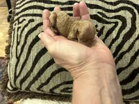 Teacup Just born , a male Poodle - Toy  for sale in West Sacramento, CA – 4 of 4