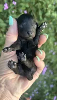 Beautiful Girl , a female Poodle - Toy  for sale in Sacramento, CA – 5 of 6