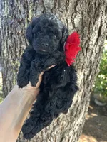 Beautiful Girl , a female Poodle - Toy  for sale in West Sacramento, CA – 6 of 9