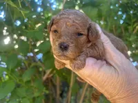Boy Red, a male Poodle - Toy  for sale in West Sacramento, CA – 4 of 6