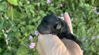 Beautiful Girl , a female Poodle - Toy  for sale in Sacramento, CA – 6 of 6