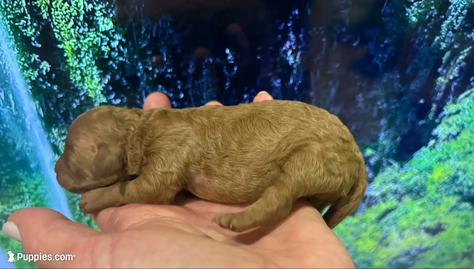 Beautiful Fem just born , a female Poodle - Toy  for sale in West Sacramento, CA – 4 of 4