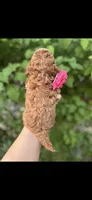 Little Princess , a female Poodle - Toy  for sale in West Sacramento, CA – 3 of 4