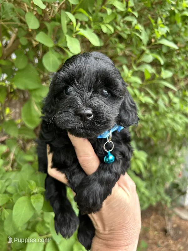 Handsom Boy  – Poodle - Toy  puppy for sale in West Sacramento, CA