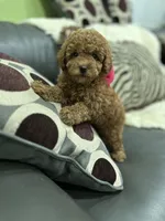 Pink Rosa, a female Poodle - Toy  for sale in West Sacramento, CA – 2 of 7