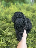 Tiny boy( check video), a male Poodle - Toy  for sale in West Sacramento, CA – 2 of 10