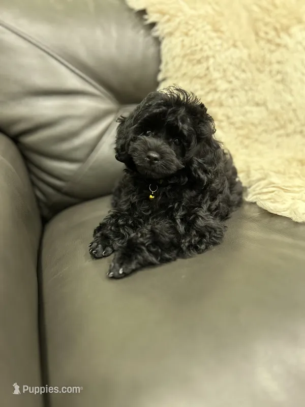 Black Beauty  – Poodle - Toy  puppy for sale in West Sacramento, CA