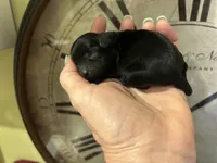 Tiny boy, a male Poodle - Toy  for sale in Sacramento, CA – 5 of 5