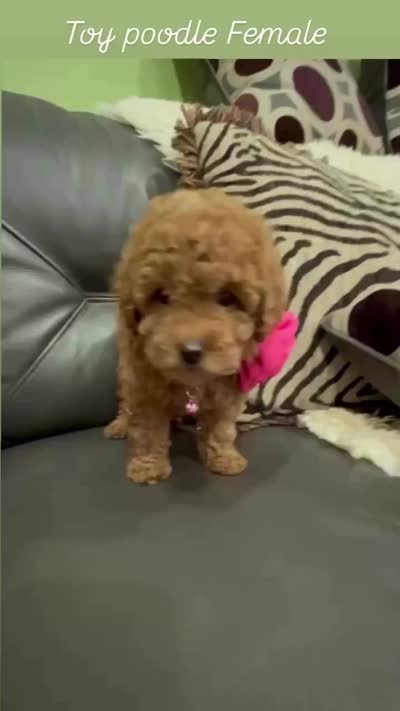 Pink Rosa, a female Poodle - Toy  for sale in West Sacramento, CA – 5 of 7