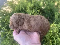 Red Fem , a female Poodle - Toy  for sale in West Sacramento, CA – 2 of 4