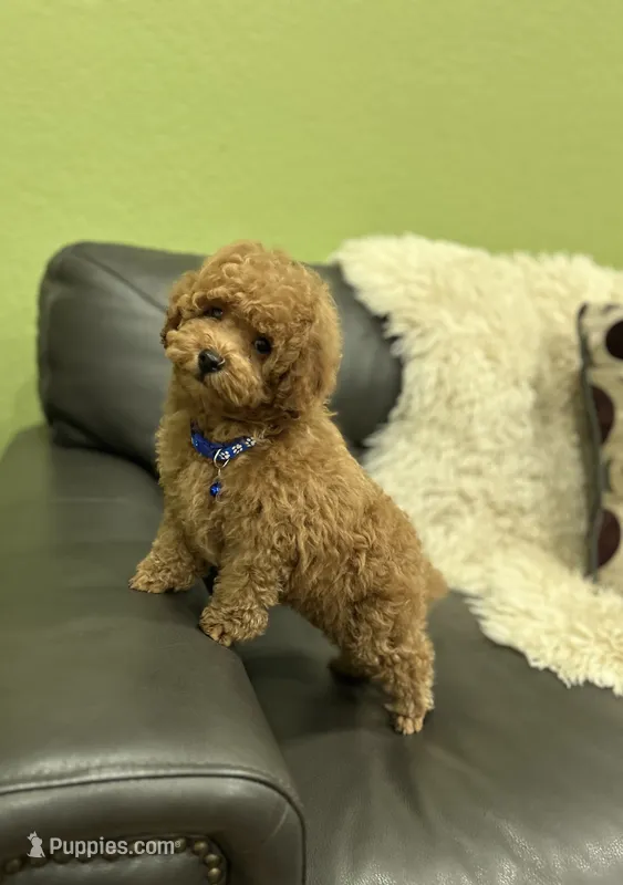 Red Boy  – Poodle - Toy  puppy for sale in West Sacramento, CA