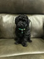 Tiny boy( check video), a male Poodle - Toy  for sale in West Sacramento, CA – 4 of 10