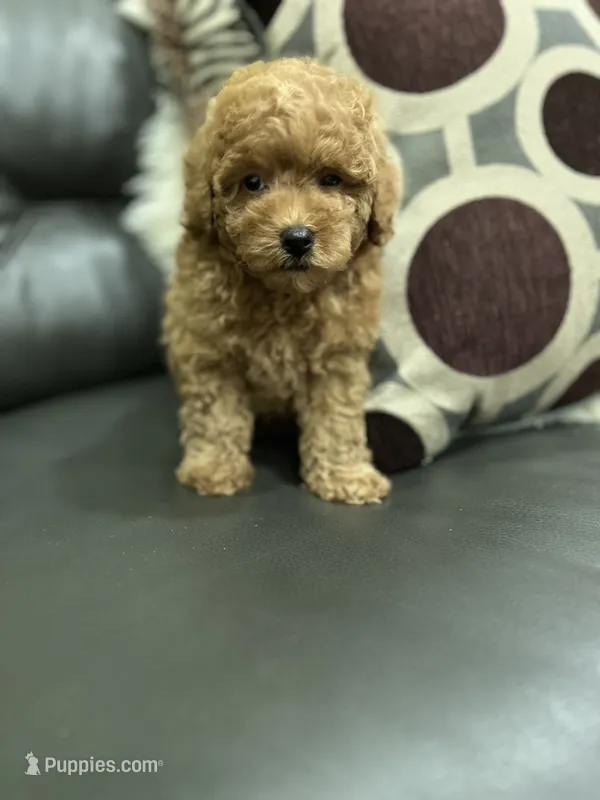 Boy Medium Brown  – Poodle - Toy  puppy for sale in West Sacramento, CA