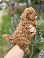 Girl  2 Reserved , a female Poodle - Toy  for sale in Sacramento, CA – Photo 8 of 8