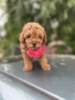 Girl  2 Reserved , a female Poodle - Toy  for sale in Sacramento, CA – Photo 2 of 8