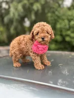 Girl  2 Reserved , a female Poodle - Toy  for sale in Sacramento, CA – Photo 3 of 8