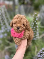 Girl  2 Reserved , a female Poodle - Toy  for sale in Sacramento, CA – Photo 6 of 8