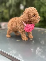 Girl  2 Reserved , a female Poodle - Toy  for sale in Sacramento, CA – Photo 4 of 8