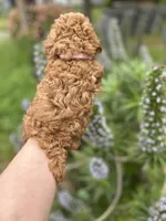 Girl  2 Reserved , a female Poodle - Toy  for sale in Sacramento, CA – Photo 7 of 8