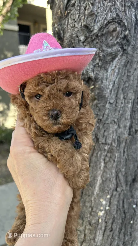 Girl  2 – Poodle - Toy  puppy for sale in Sacramento, CA