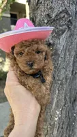 Girl  2, a female Poodle - Toy  for sale in Sacramento, CA – Photo 4 of 7