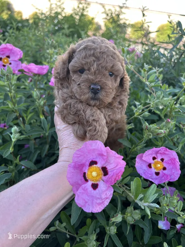 Girl  2 – Poodle - Toy  puppy for sale in Sacramento, CA