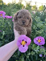 Girl  2, a female Poodle - Toy  for sale in Sacramento, CA – Photo 2 of 7