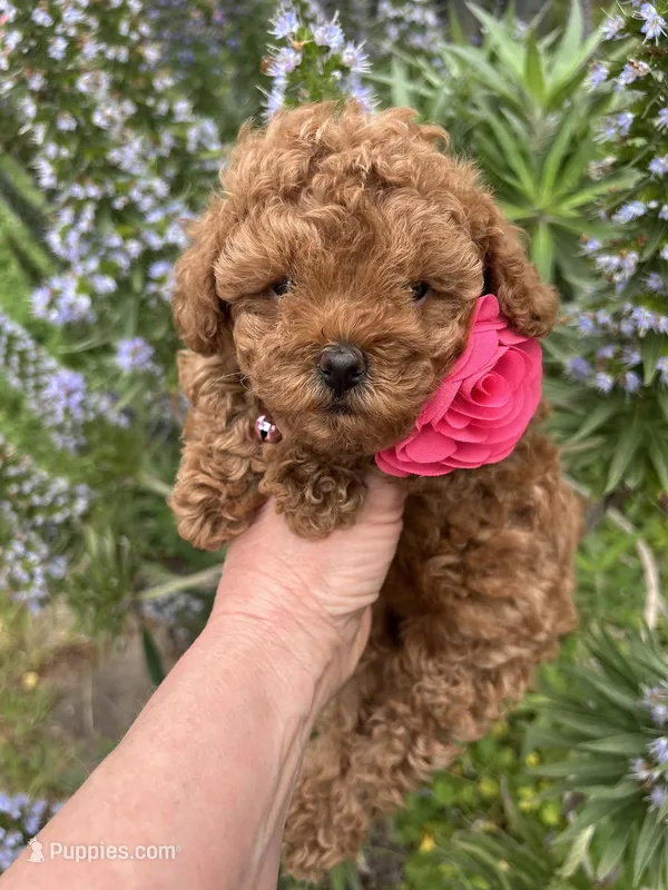 Girl  2 – Poodle - Toy  puppy for sale in Sacramento, CA