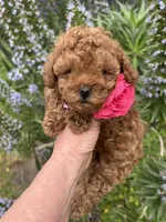 Girl  2 Reserved , a female Poodle - Toy  for sale in Sacramento, CA – Photo 1 of 8
