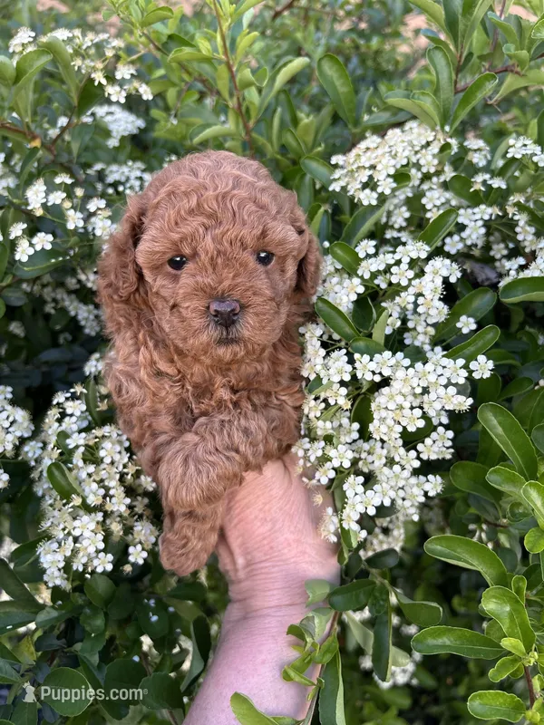 Girl  2 – Poodle - Toy  puppy for sale in Sacramento, CA