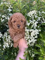 Girl  2, a female Poodle - Toy  for sale in Sacramento, CA – Photo 1 of 7