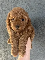 Girl  2, a female Poodle - Toy  for sale in Sacramento, CA – Photo 6 of 7