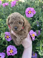 Girl  2, a female Poodle - Toy  for sale in Sacramento, CA – Photo 7 of 7