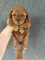 Girl  2, a female Poodle - Toy  for sale in Sacramento, CA – Photo 5 of 7