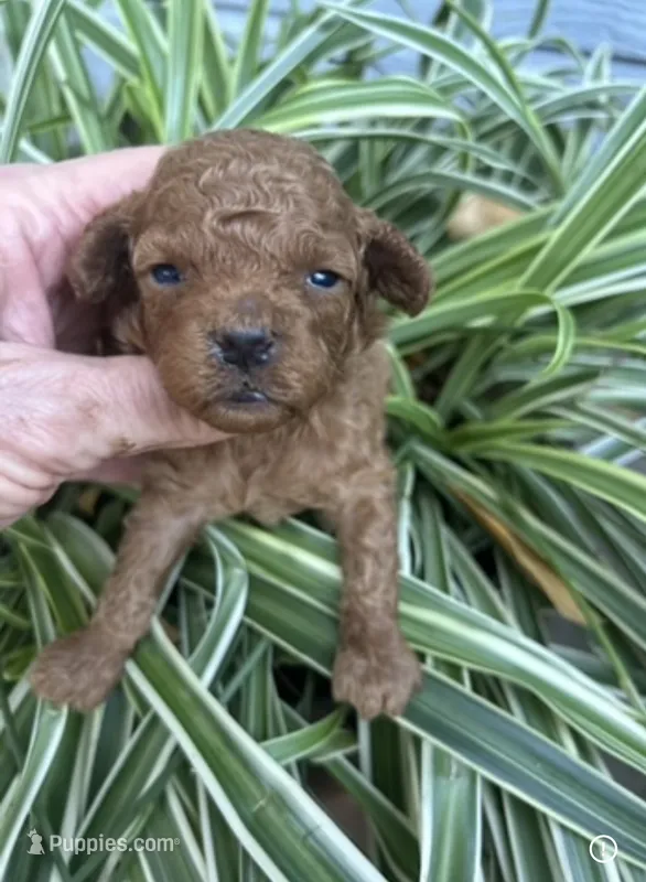Tiny Red boy  – Poodle - Toy  puppy for sale in West Sacramento, CA