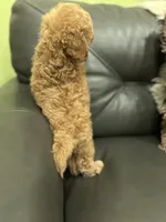 Boy Medium Brown , a male Poodle - Toy  for sale in West Sacramento, CA – 6 of 8