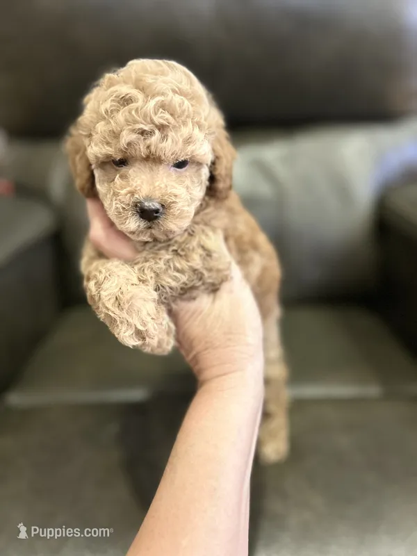 Male Red  – Poodle - Toy  puppy for sale in West Sacramento, CA