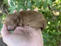 Boy Red just born, a male Poodle - Toy  for sale in West Sacramento, CA – 3 of 4