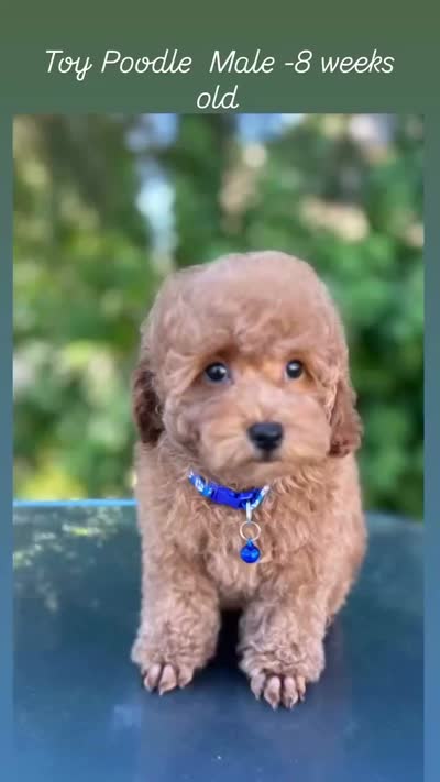 Red Boy , a male Poodle - Toy  for sale in West Sacramento, CA – 3 of 6