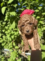 Pink female, a female Poodle - Toy  for sale in West Sacramento, CA – 2 of 3