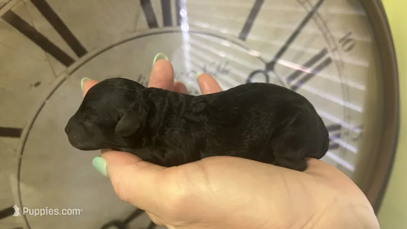 Beautiful Girl  – Poodle - Toy  puppy for sale in Sacramento, CA