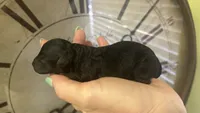 Beautiful Girl , a female Poodle - Toy  for sale in Sacramento, CA – 1 of 6