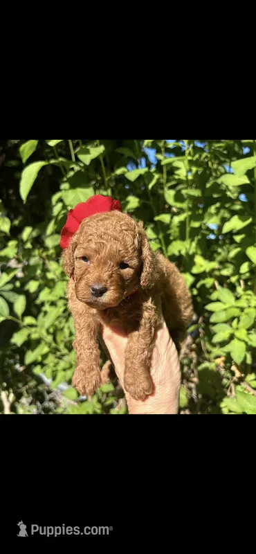 Beautiful Tiny  Girl  – Poodle - Toy  puppy for sale in West Sacramento, CA
