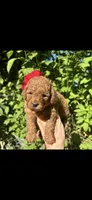 Tiny Princess , a female Poodle - Toy  for sale in West Sacramento, CA – 1 of 2