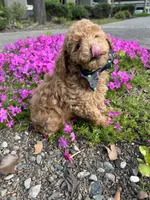 Ginger, a male Poodle - Toy  for sale in Sacramento, CA – Photo 6 of 10