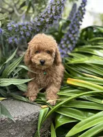 Ginger, a male Poodle - Toy  for sale in Sacramento, CA – Photo 1 of 10